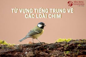 Tên các loài chim bằng tiếng Trung đầy đủ